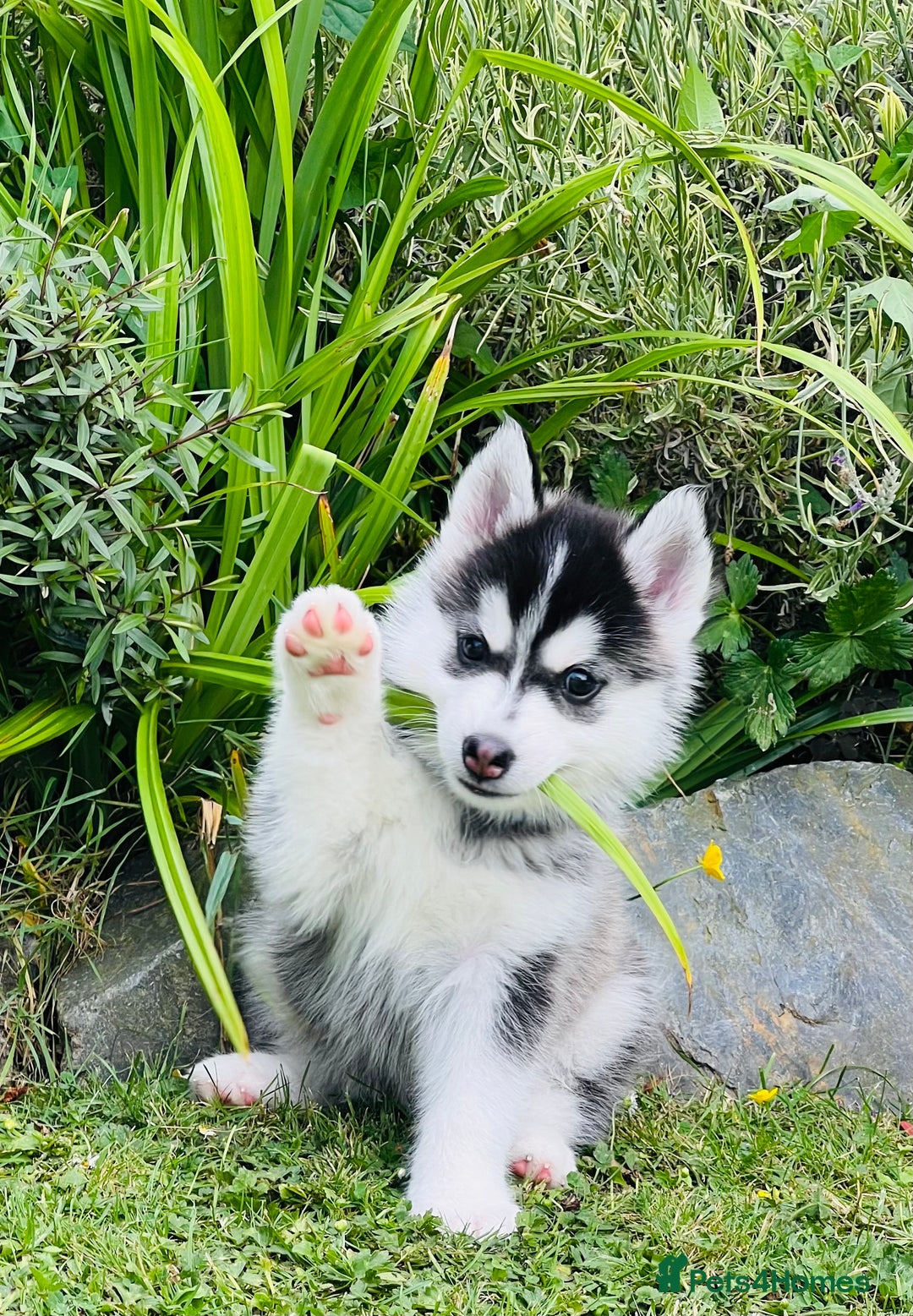 Pomsky dogs for sale:  Beautiful F2b Pomsky Puppies – Health Tested - Image 1
