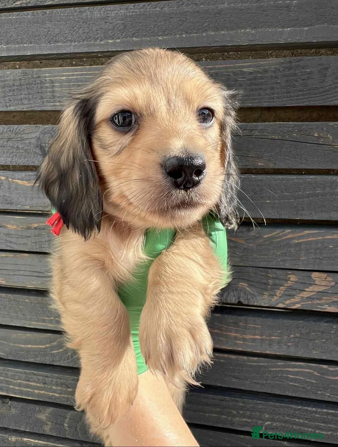 Miniature Dachshund dogs for sale: Beautiful KC reg long hair ready to leave 🥰 - Advert 4