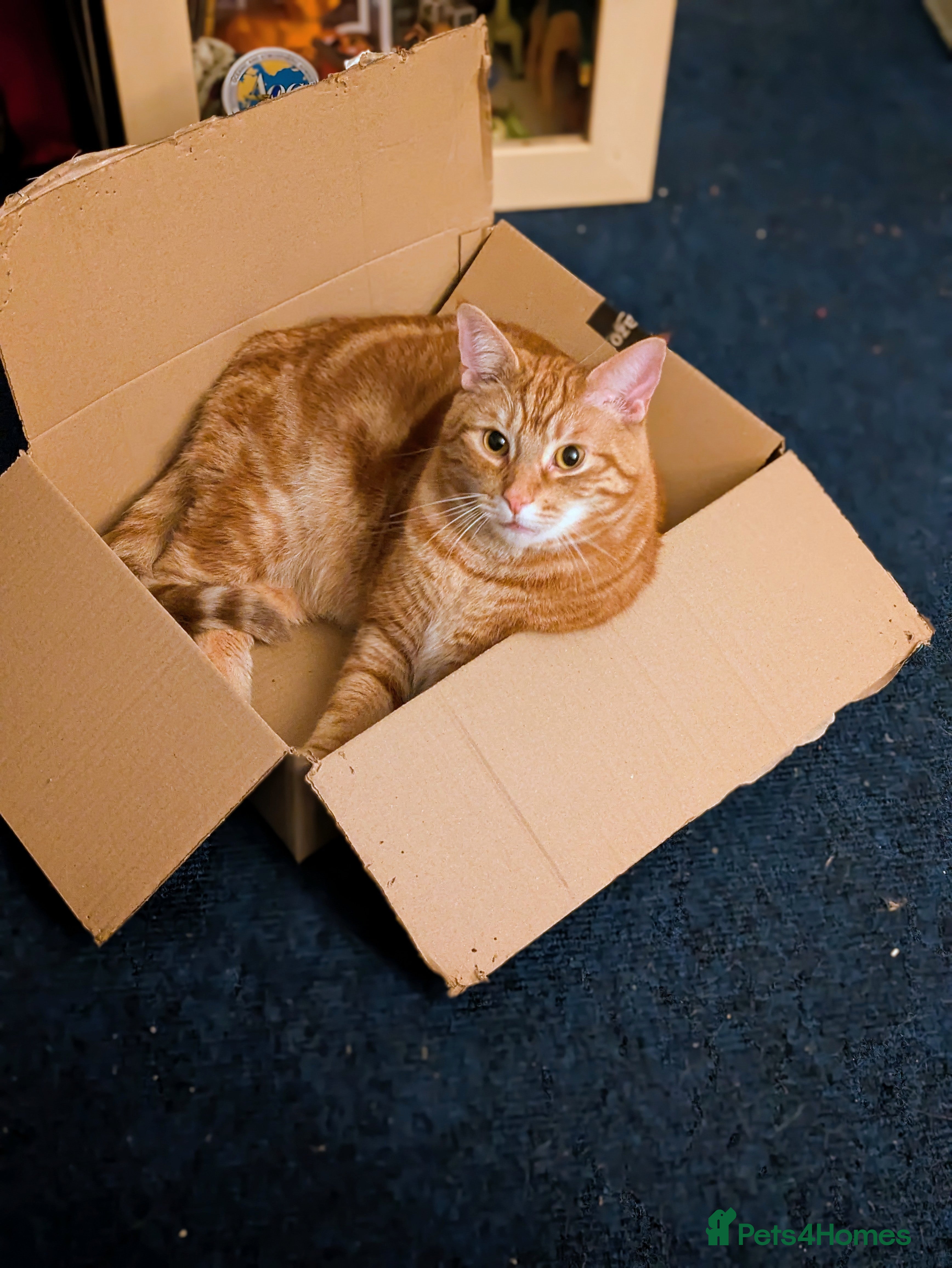 Mixed Breed cats Fully Ginger tabby/ragdoll male - Advert 15