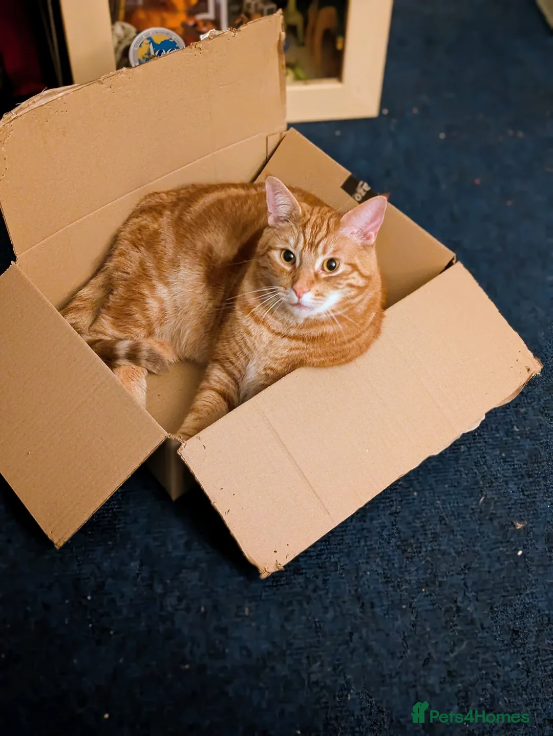 Mixed Breed cats for sale: Fully Ginger tabby/ragdoll male - Advert 2