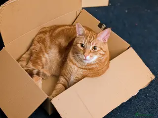 Mixed Breed cats Fully Ginger tabby/ragdoll male - Advert 15