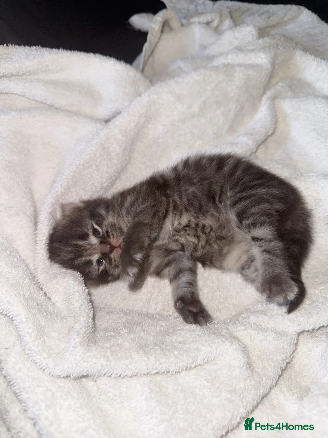Mixed Breed cats for sale: Scottish fold  - Advert 2