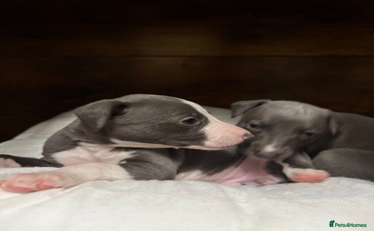 Whippet dogs Blue whippet pups for sale  - Advert 4