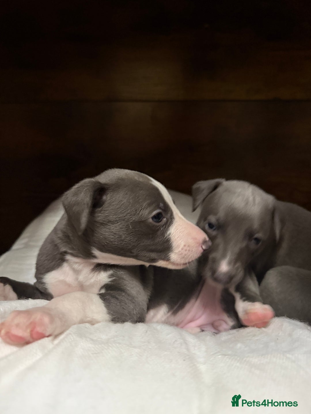 Whippet dogs for sale: Blue whippet pups for sale  - Advert 2