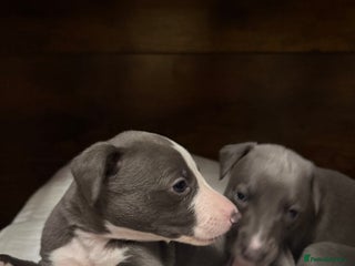 Whippet dogs Blue whippet pups for sale - Advert 5