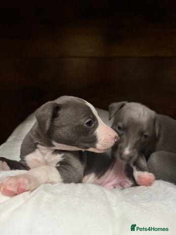 Whippet dogs Blue whippet pups for sale - Advert 4