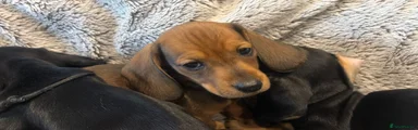 Dachshund Puppy 1