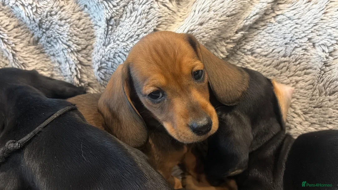 Dachshund dogs for sale: Dachshund puppies  - Advert 9