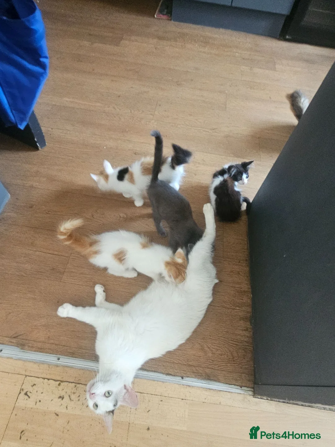 Mixed Breed cats for sale:  Fluffy Kittens ready for their forever homes - Advert 13