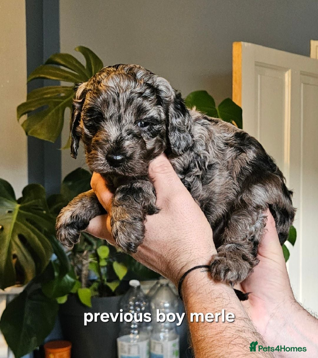 Cavapoo dogs Phantom merle and black cavapoos  - Advert 16