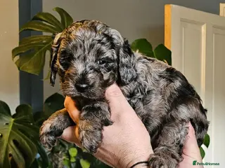 Cavapoo dogs Phantom merle and black cavapoos - Advert 2