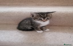 Mixed Breed cats for sale: Mixed litter very well handled Tabby kittens  - Image 3