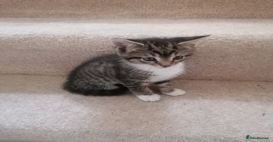 Mixed Breed cats - Advert 15