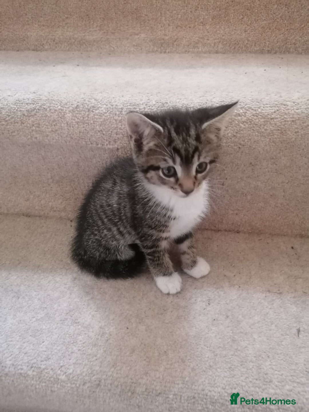 Mixed Breed cats for sale: Mixed litter very well handled Tabby kittens  - Image 3