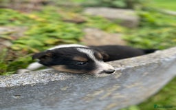 Mixed Breed dogs for sale: Border Jack Puppies (Border Collie X Jack Russel) - Image 26