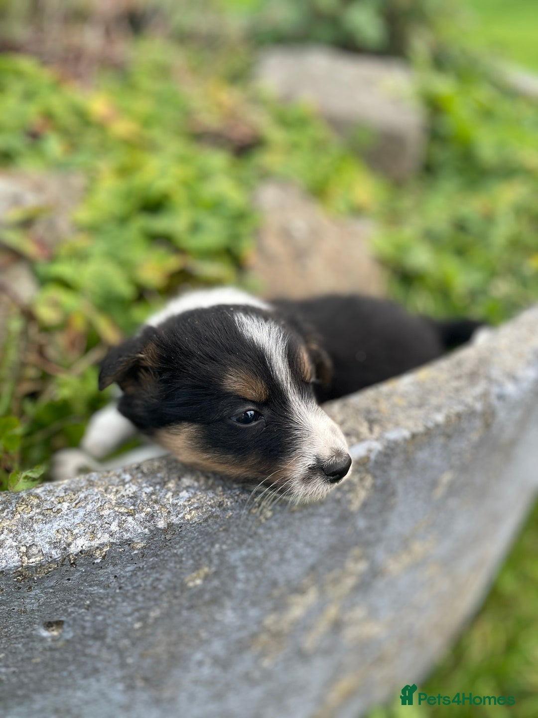 Mixed Breed dogs for sale: Border Jack Puppies (Border Collie X Jack Russel) - Image 26