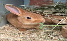 Rex rabbits for sale: 2 show quality beautiful mini Rex orange bucks - Image 3