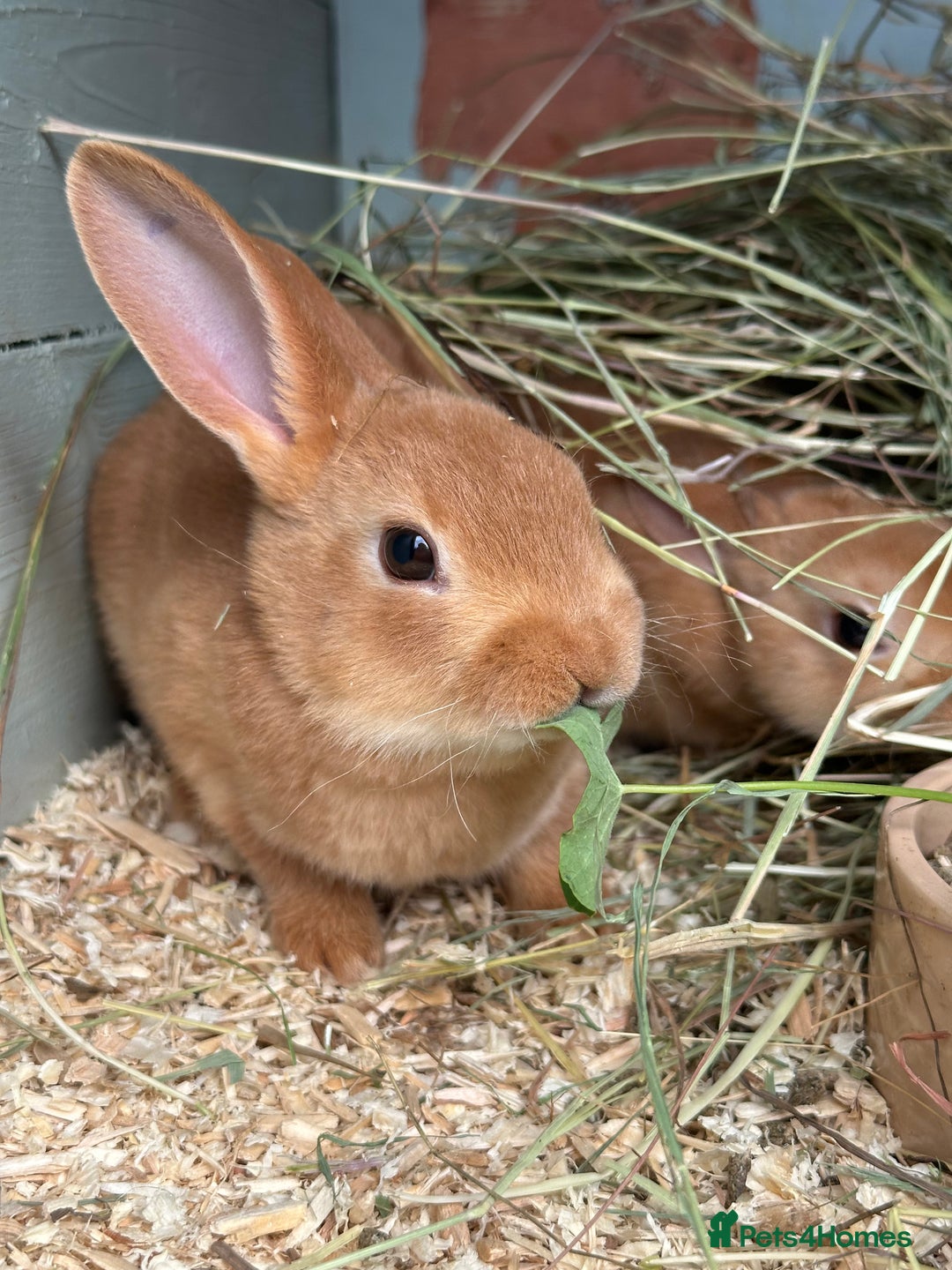 Rex rabbits for sale: 2 show quality beautiful mini Rex orange bucks - Image 3