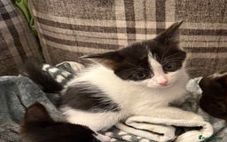 Domestic Shorthair cats for sale: Two beautiful kittens left - Image 4
