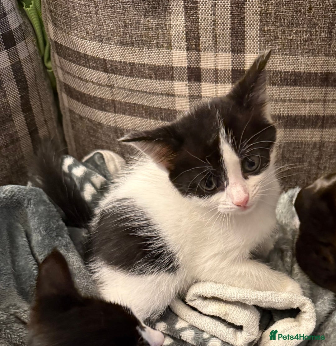 Domestic Shorthair cats for sale: Two beautiful kittens left - Image 4