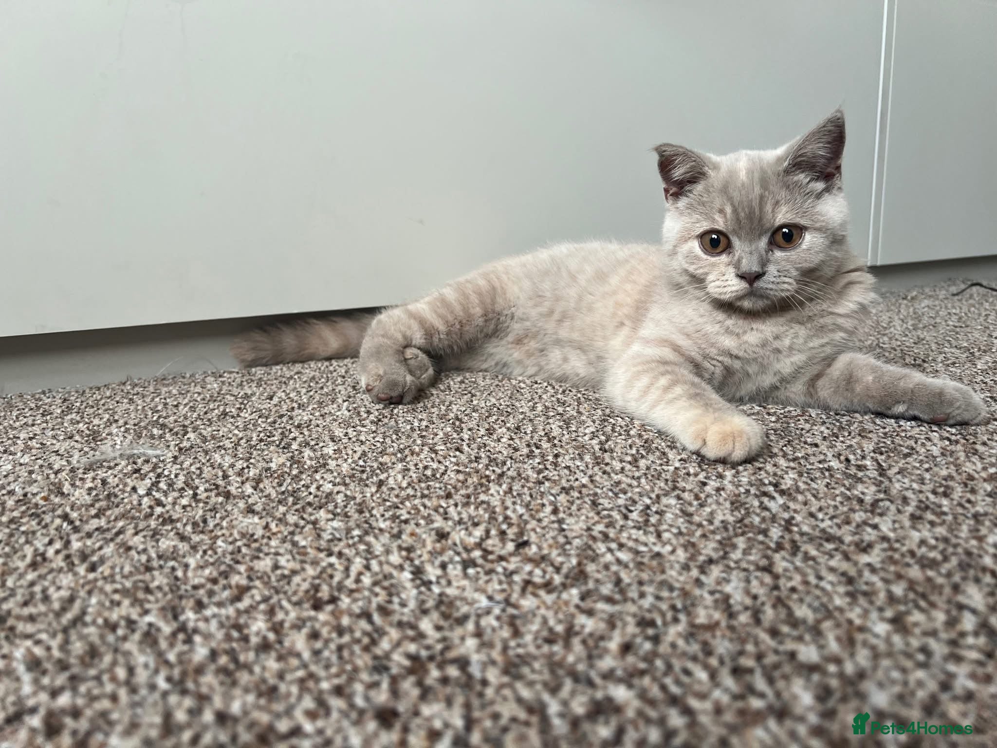 British Shorthair cats Ready now!!  lilac British short hair kittens - Advert 14