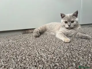 British Shorthair cats Ready now!! lilac British short hair kittens - Advert 14