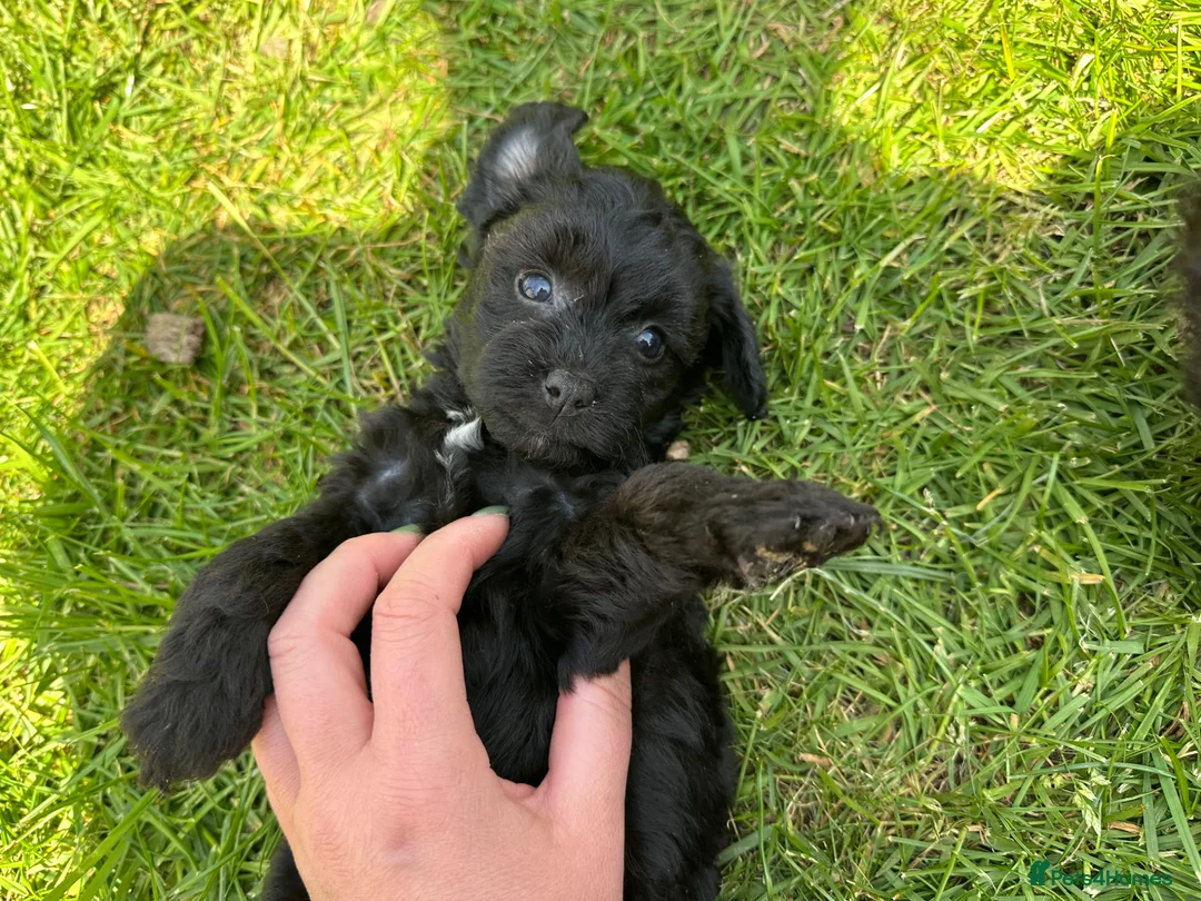 Chipoo dogs for sale: Chipoo Puppies in Nottingham - Advert 10