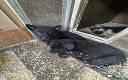 German Shepherd dogs for sale: German shepherd puppies  - Advert 16