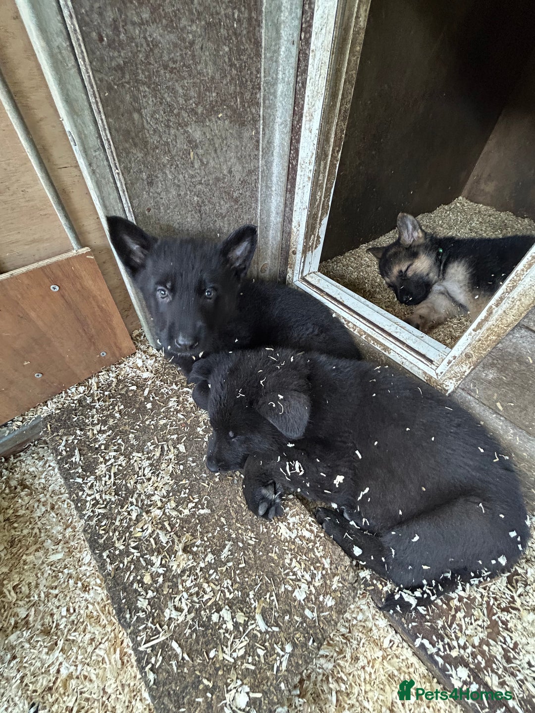 German Shepherd dogs for sale: German shepherd puppies  - Advert 16