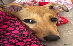 Lurcher dogs for sale: Loving 6Month Old Lurcher Puppy - Image 10