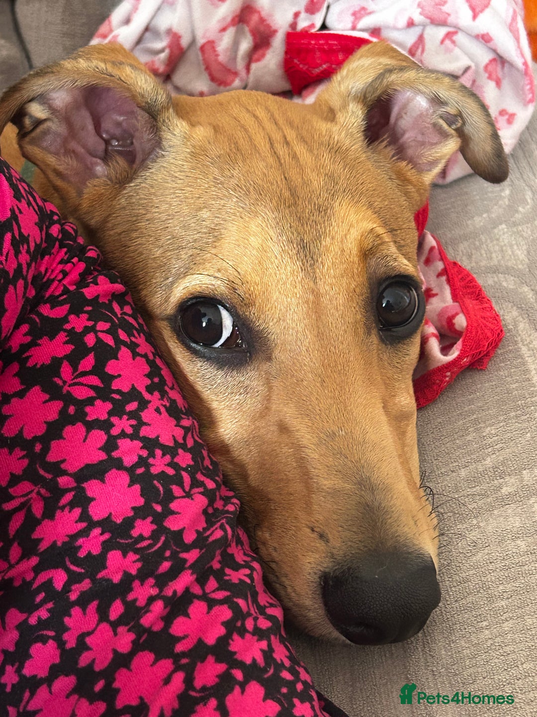 Lurcher dogs for sale: Loving 6Month Old Lurcher Puppy - Image 10