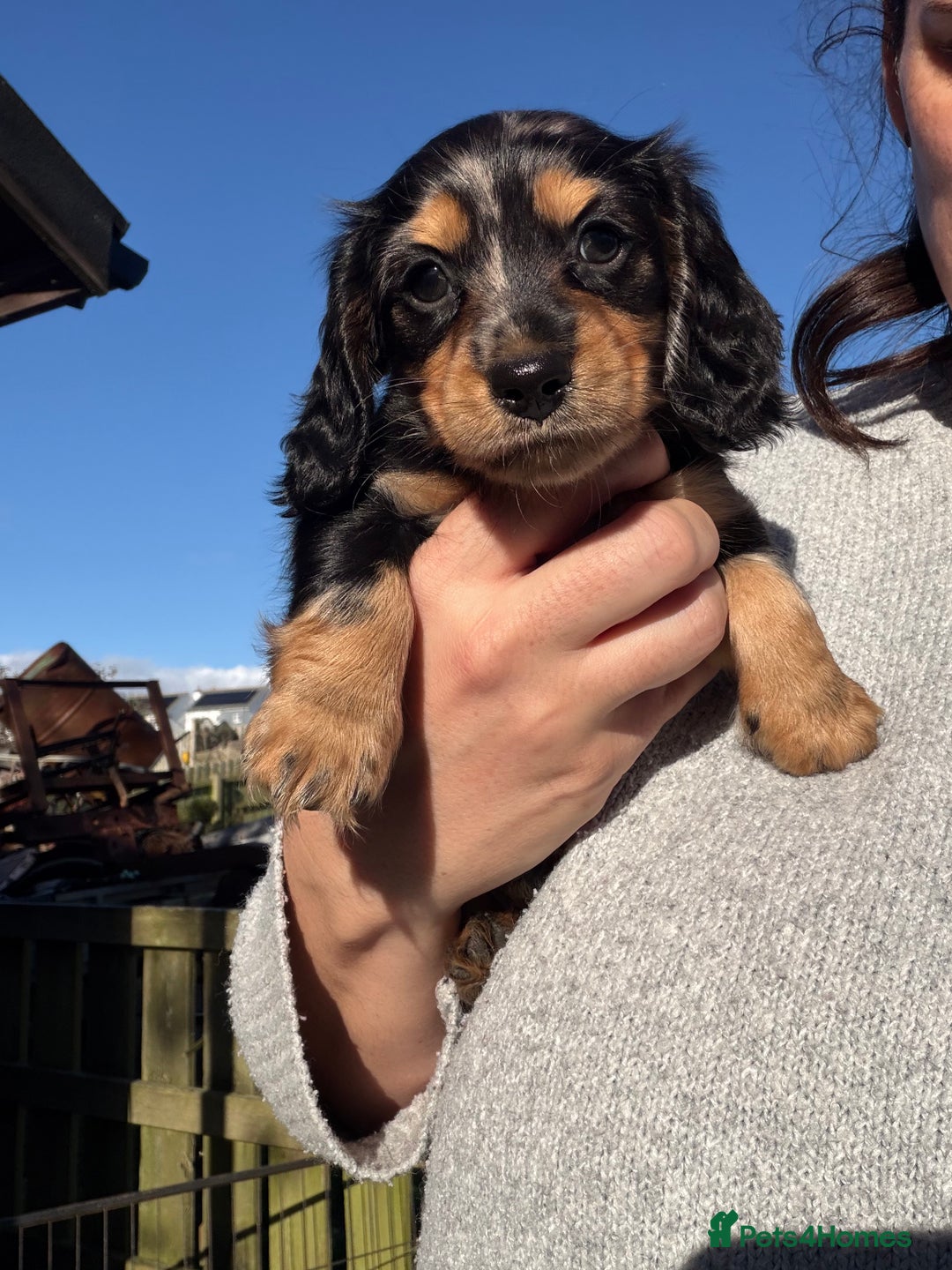 Miniature Dachshund dogs for sale: Beautiful KC silver dapple longhair miniature girl - Advert 24