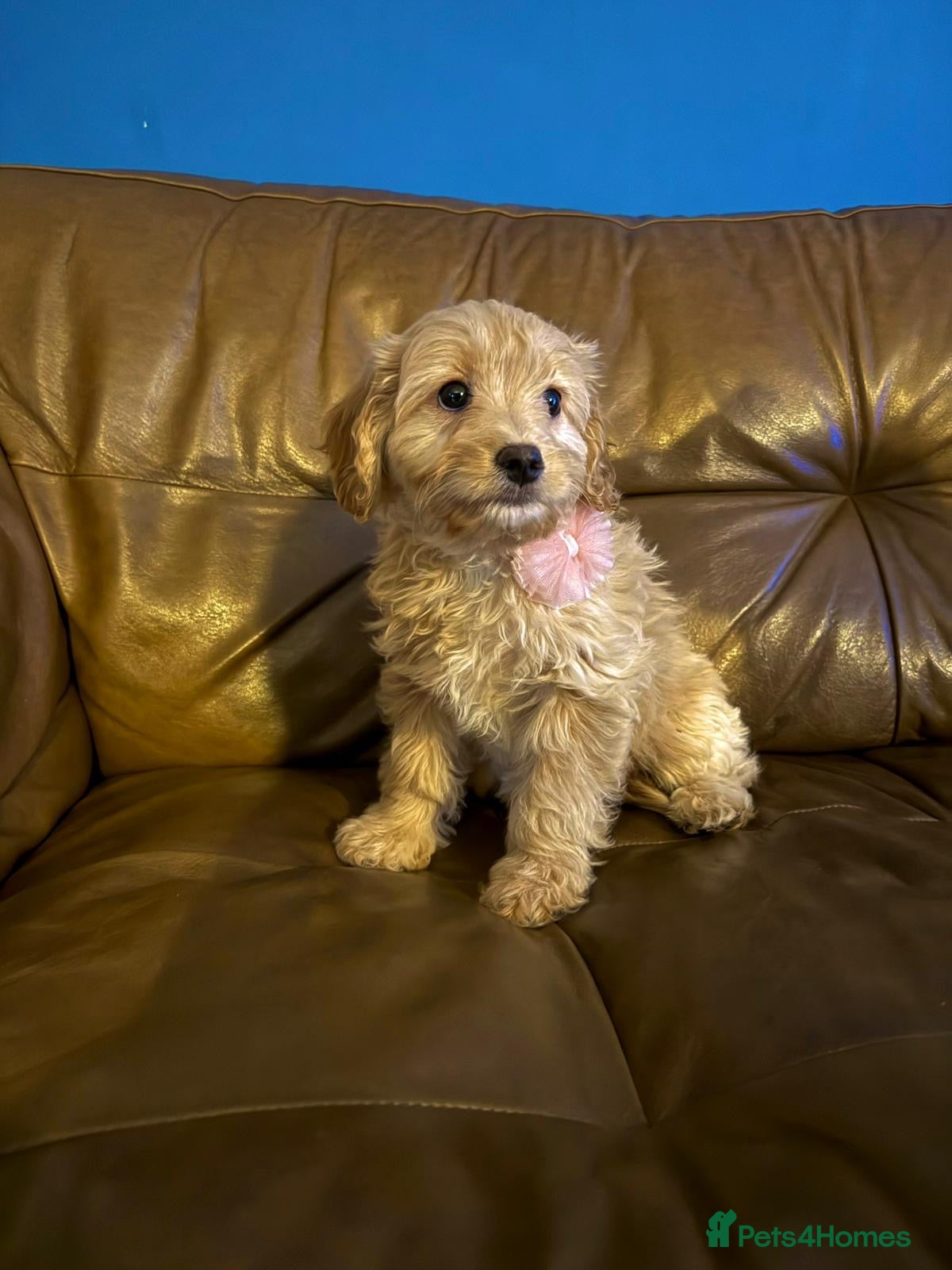 Cavapoo dogs Beautiful F2 cavapoo girls  - Advert 6
