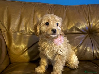Cavapoo dogs Beautiful F2 cavapoo girls - Advert 6