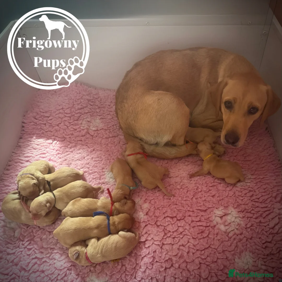 Labrador Retriever dogs for sale: 🧡 Older Yellow & Red RKC Labrador Boys 💛 - Advert 6