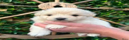 Pomapoo dogs for sale: Pomapoo - Advert 1