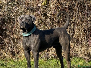 Cane Corso dogs - Advert 17