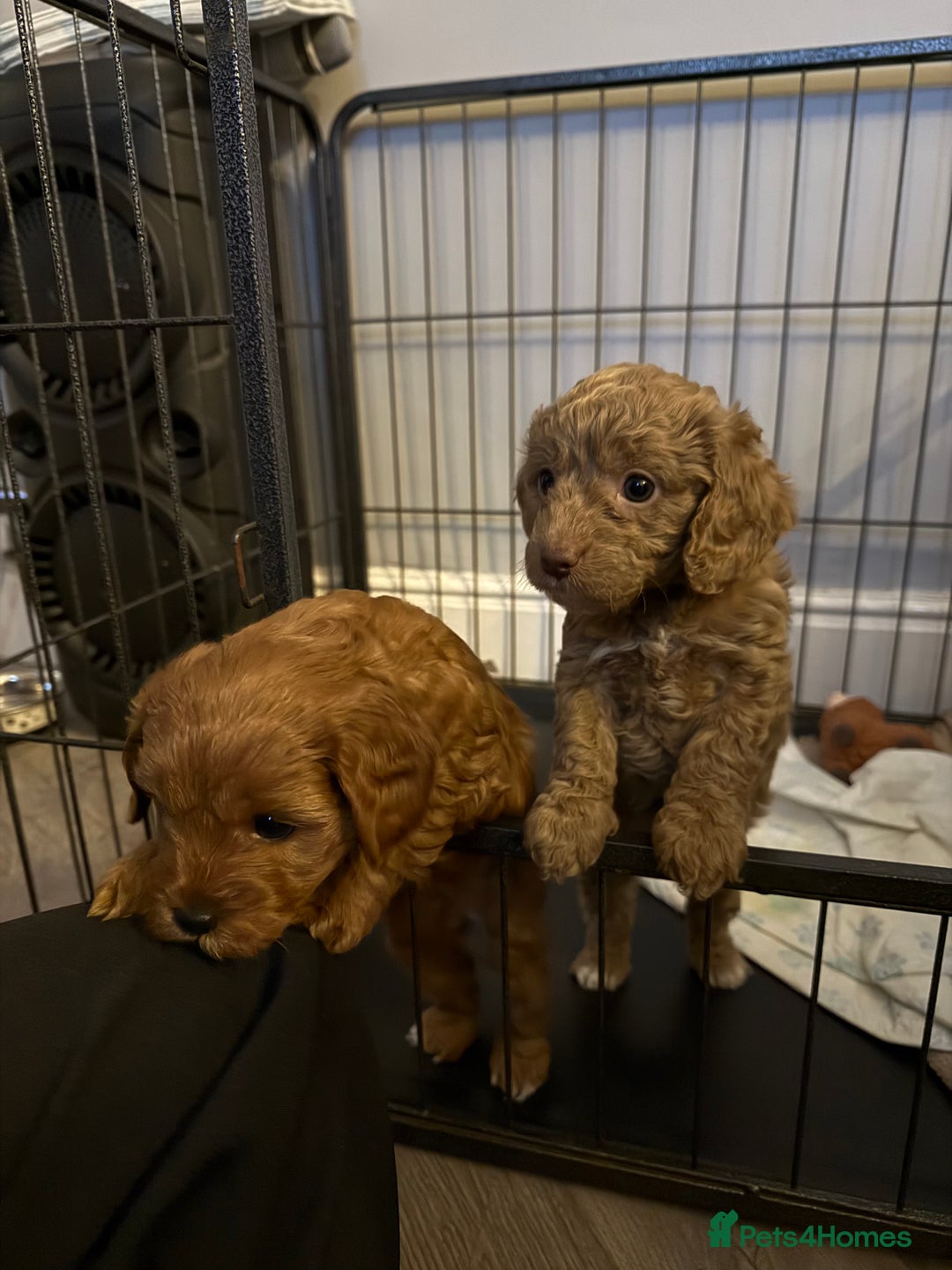 Cavapoo dogs for sale: Cavapoo  - Advert 3