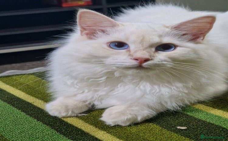 Ragdoll cats - Advert 5