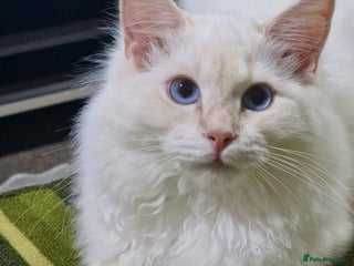 Ragdoll cats - Advert 14