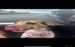 Jack Russell dogs for sale: Bonnie the jack russell  - Image 4