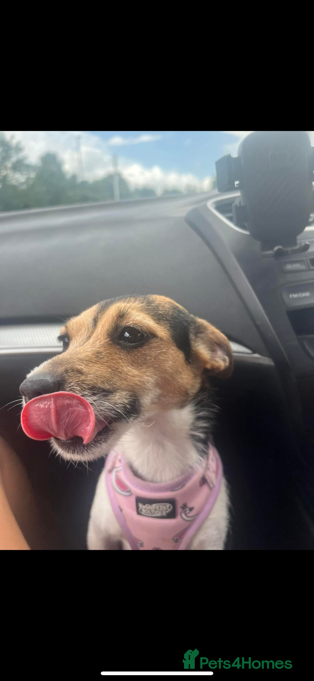 Jack Russell dogs for sale: Bonnie the jack russell  - Image 4