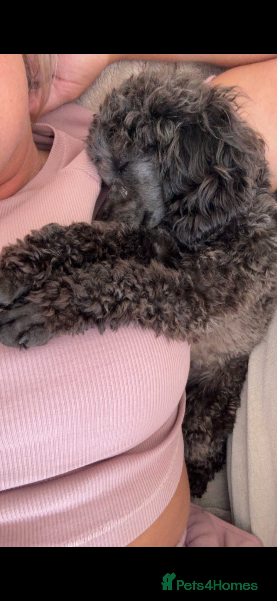 Toy Poodle dogs for sale: Tiny toy poodle - Advert 2