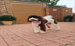 Goldendoodle dogs for stud: FULLY HEALTH TESTED! MOYEN POODLE STUD! in Kettering - Image 26