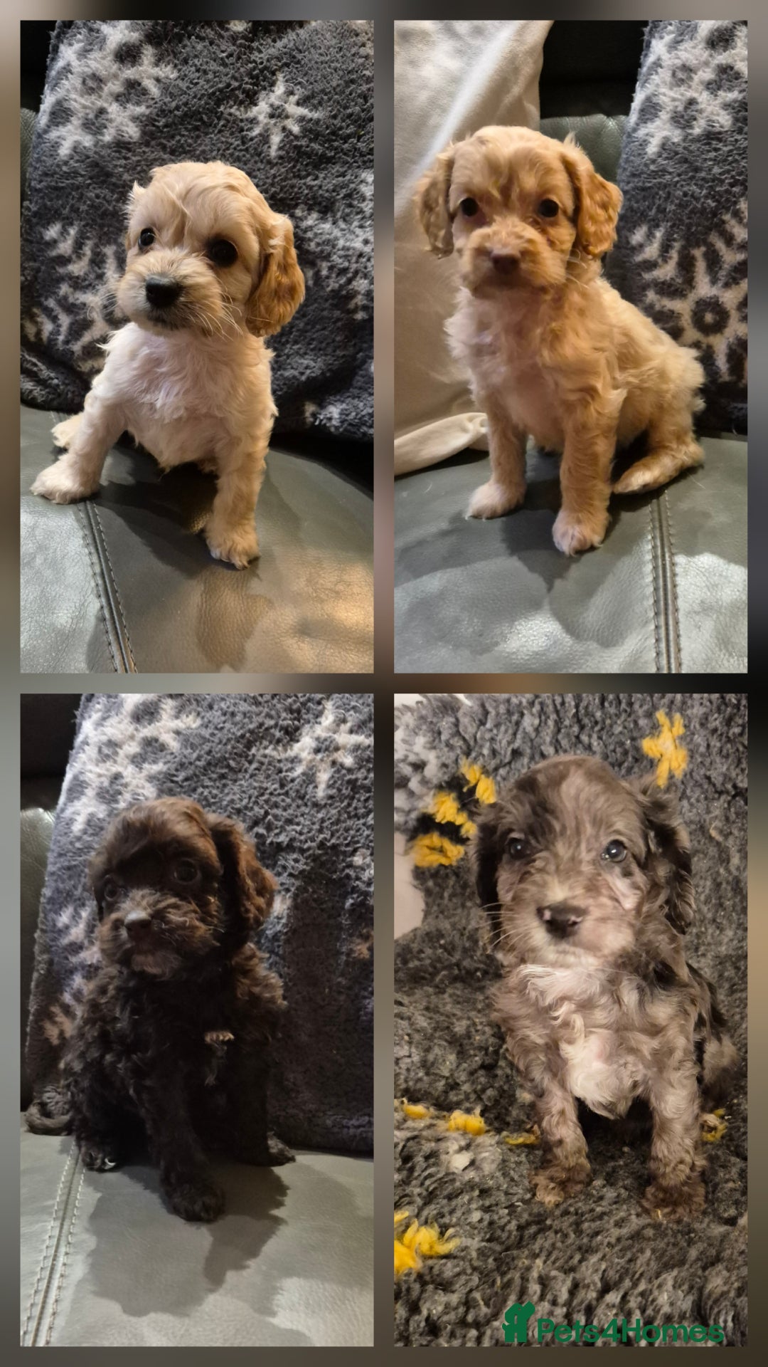 Cockapoo dogs for sale: F1 cockapoo's - ready next week  - Advert 1