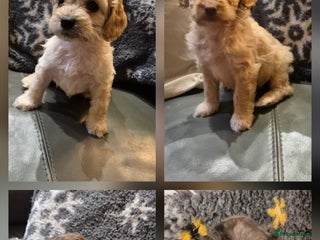 Cockapoo dogs F1 cockapoo's - ready next week - Advert 1