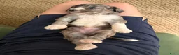 Bernedoodle dogs for sale: F1b Bernedoodle  - Advert 30