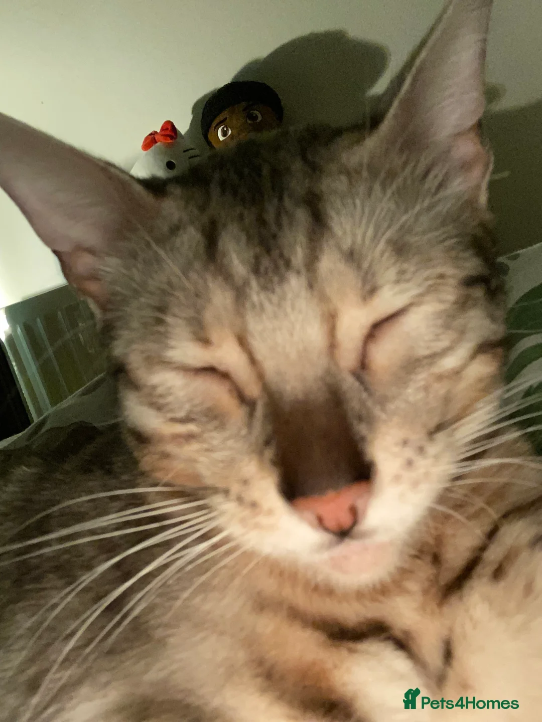 Bengal cats for sale: Snow Bengal - Female in Manchester - Advert 2