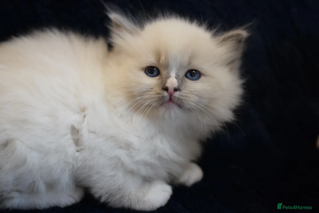 Ragdoll cats for sale: Adorable Ragdoll Kittens Looking for Forever Homes - Advert 12