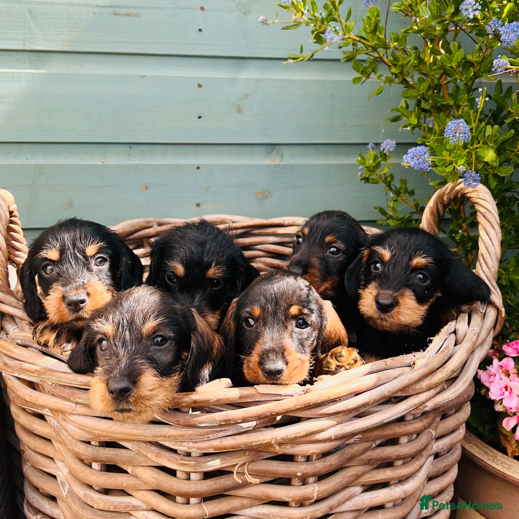 Dachshund dogs 🐾🌿 KC Registered Teckel Dachshund Litter 🌿🐾 - Advert 2
